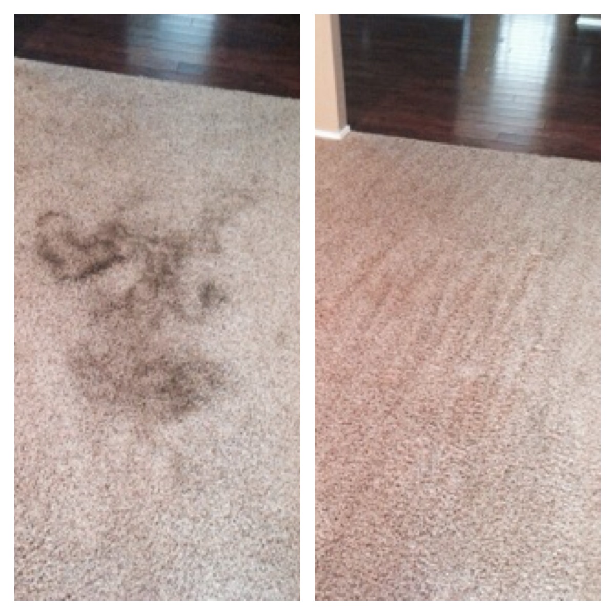 pet stain removal san antonio