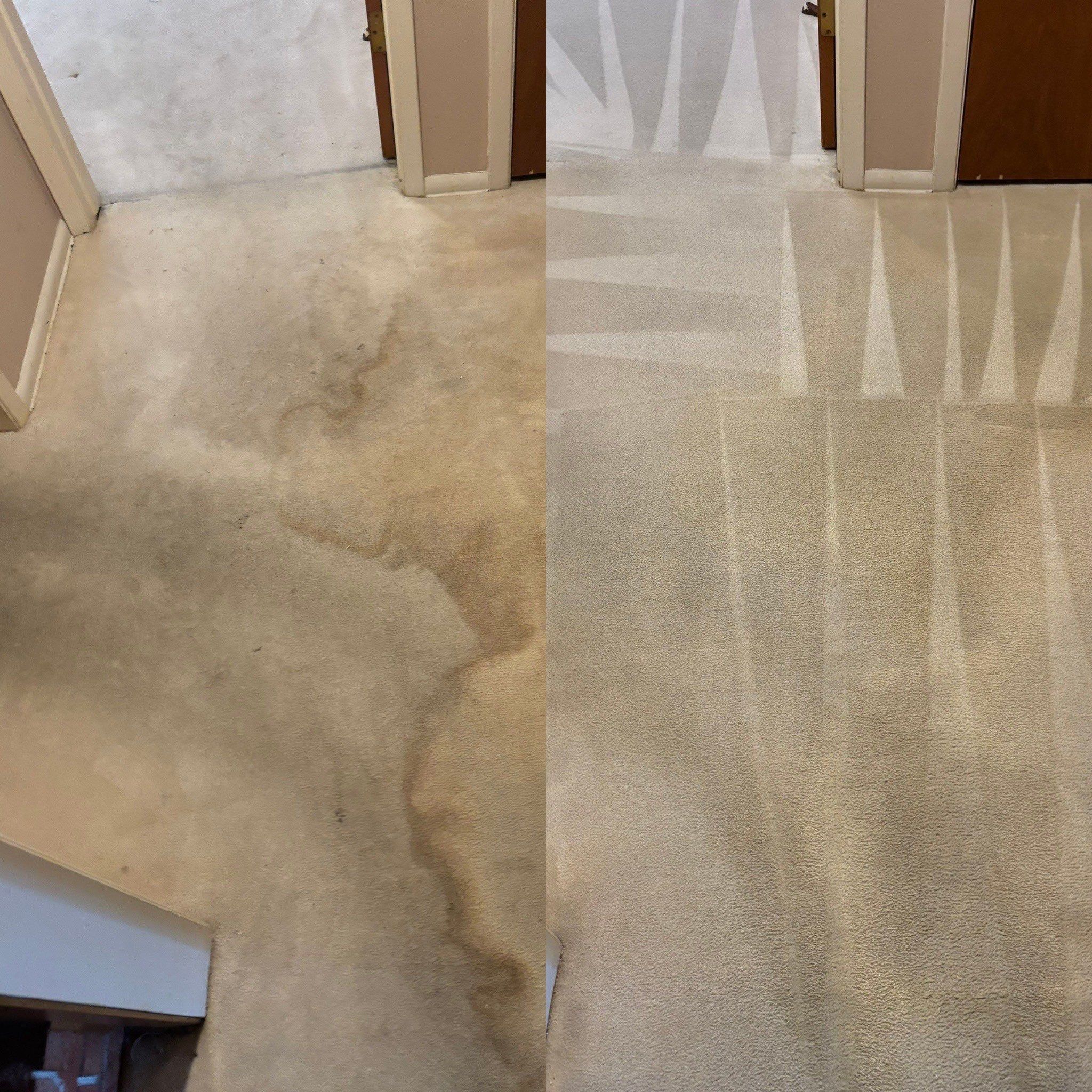 Drink Stain Carpet Cleaning Project in San Antonio TX 78230