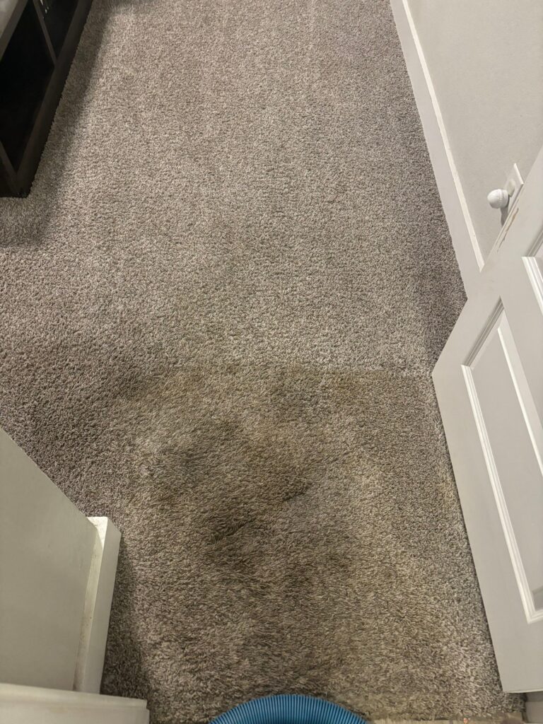 Deep Carpet Cleaning Service Project in San Antonio TX 78261