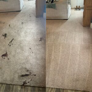 Stunning Carpet Restoration Project in Marion TX 78132